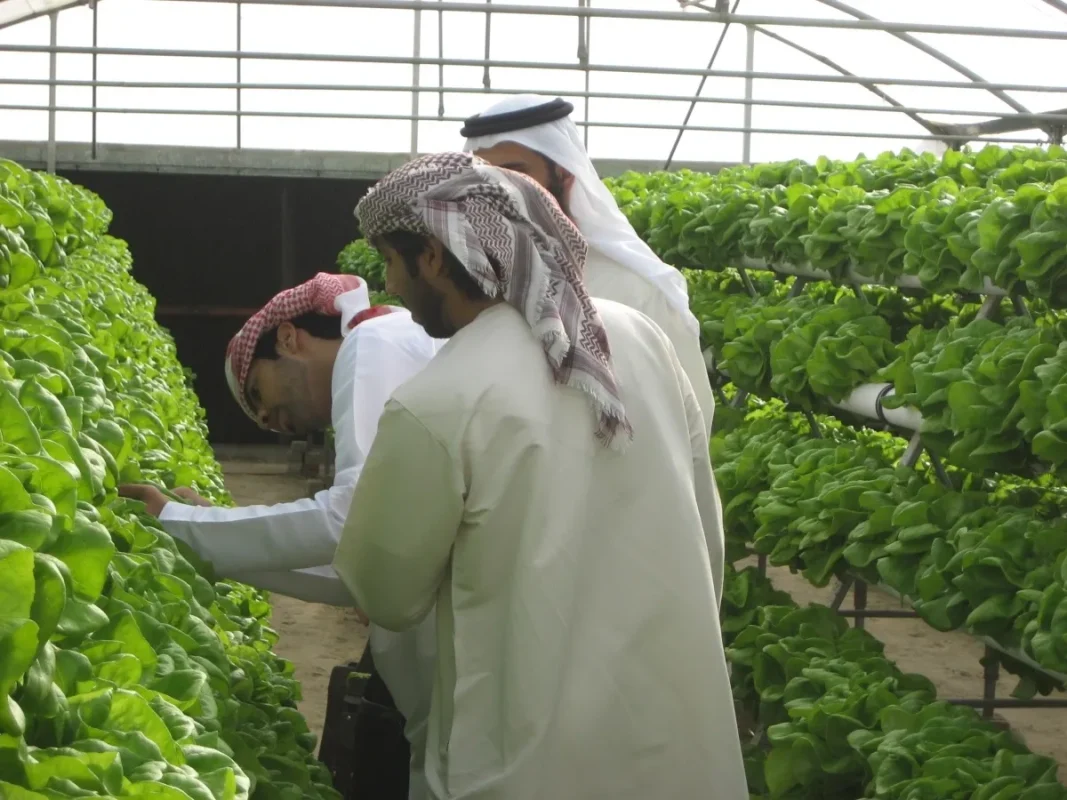 hydroponic-farming-middle-east